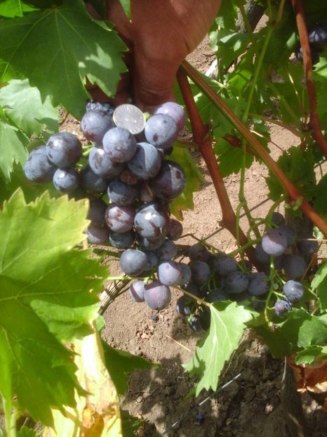 ANITA strugure - ANITA