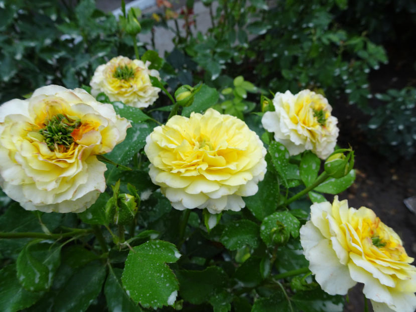 20 aug - The Sun and the Heart