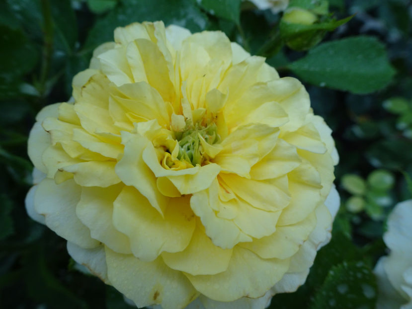 20 aug - The Sun and the Heart