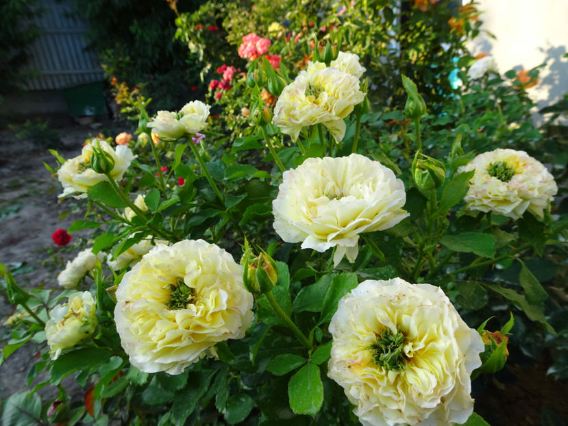 20 aug - The Sun and the Heart