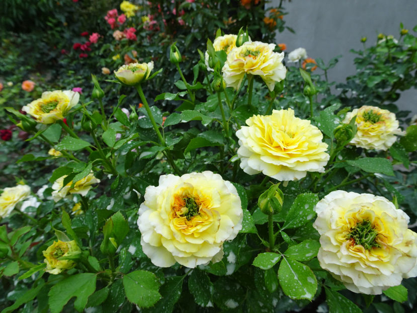 20 aug - The Sun and the Heart