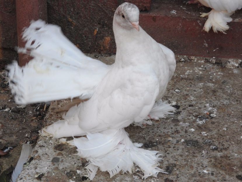  - 07 -- Rostow argintiu