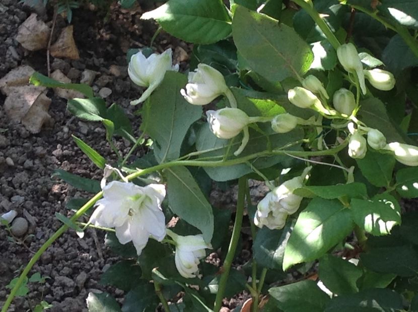  - Delphinium un nou inceput