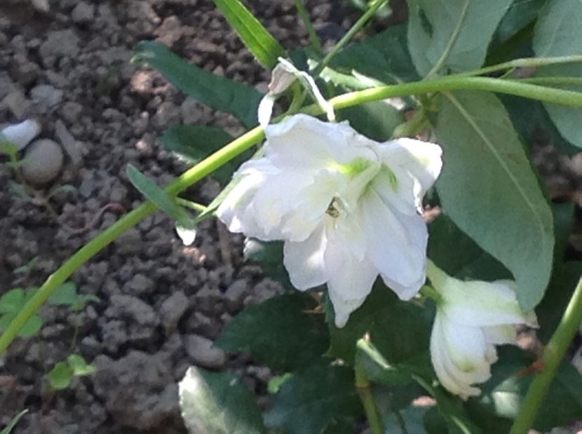  - Delphinium un nou inceput