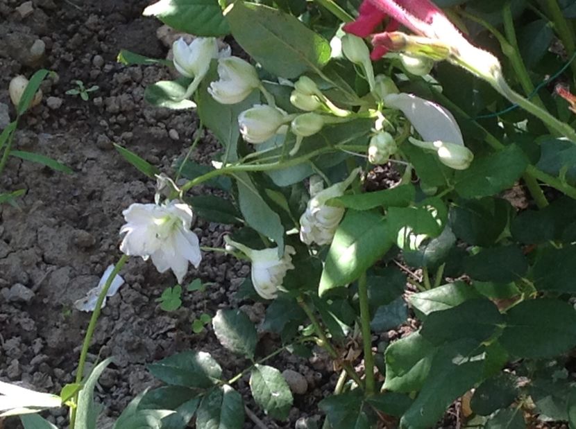  - Delphinium un nou inceput