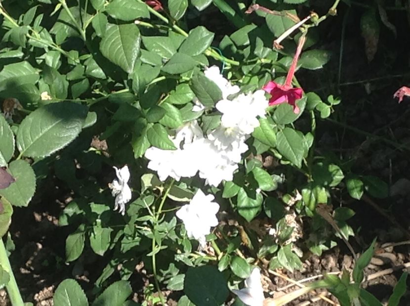  - Delphinium un nou inceput