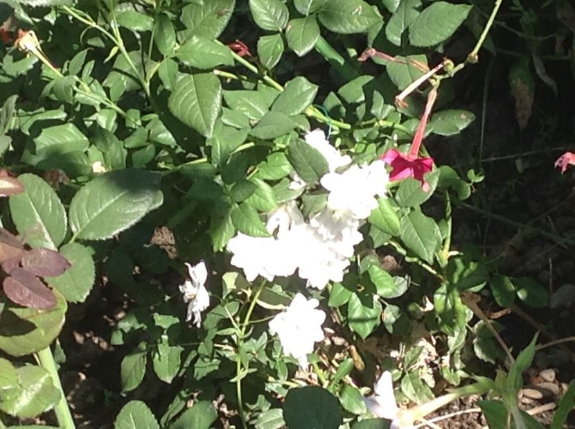  - Delphinium un nou inceput