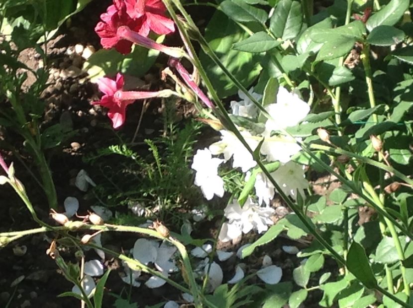  - Delphinium un nou inceput