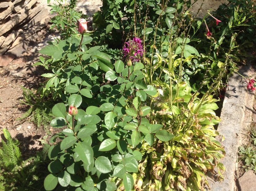  - Trandafiri 2017 in gradi