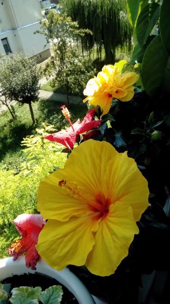 P_20170830_120732 - Hibiscus