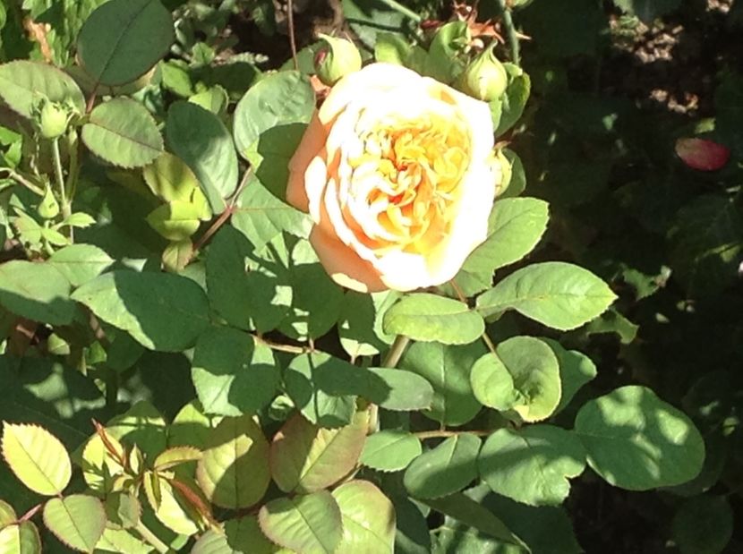  - Charles Austin Ausfather