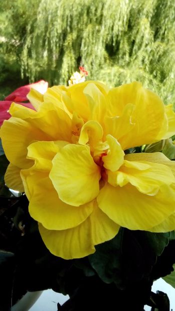  - Hibiscus