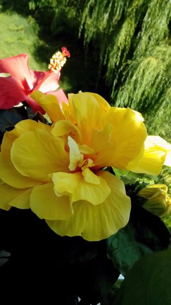  - Hibiscus