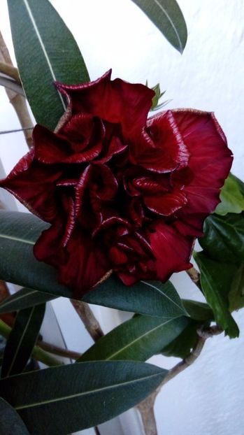  - Hibiscus