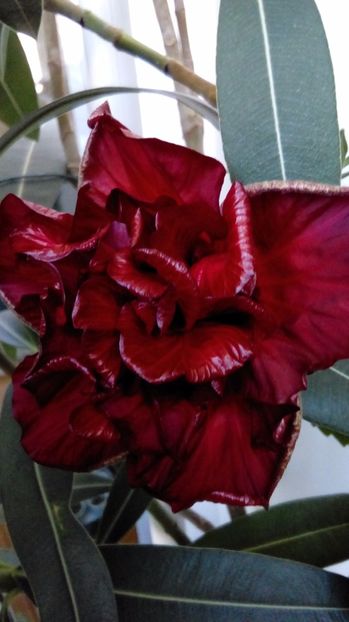  - Hibiscus