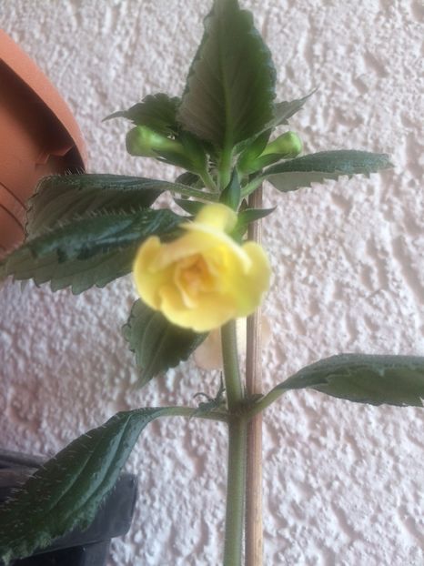 30.08.2017 - Yellow English Rose
