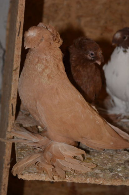 Femela 23215 2015 - Matca 2018