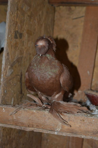 Mascul C102 2014 - Matca 2018