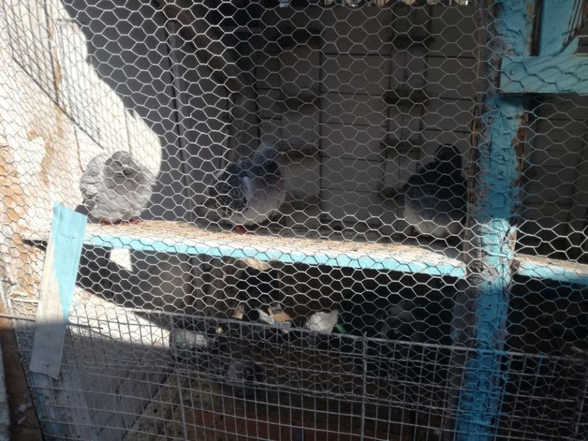  - Balaceala tineretului