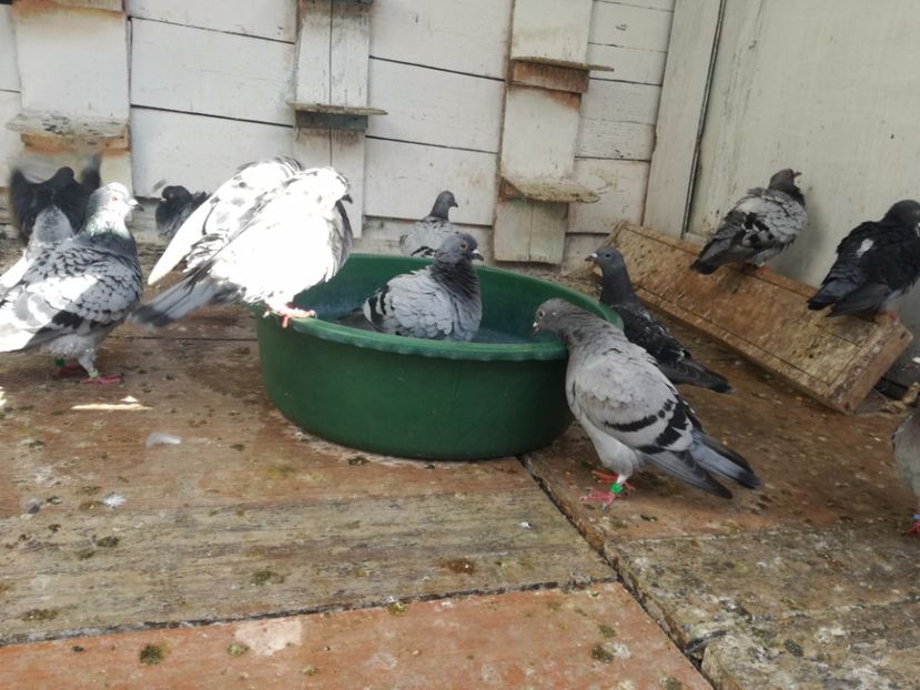  - Balaceala tineretului