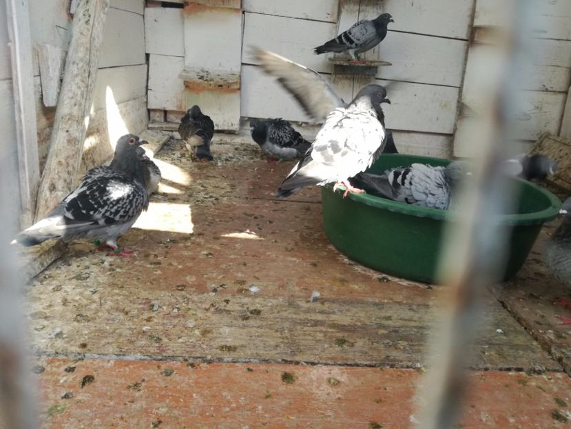  - Balaceala tineretului