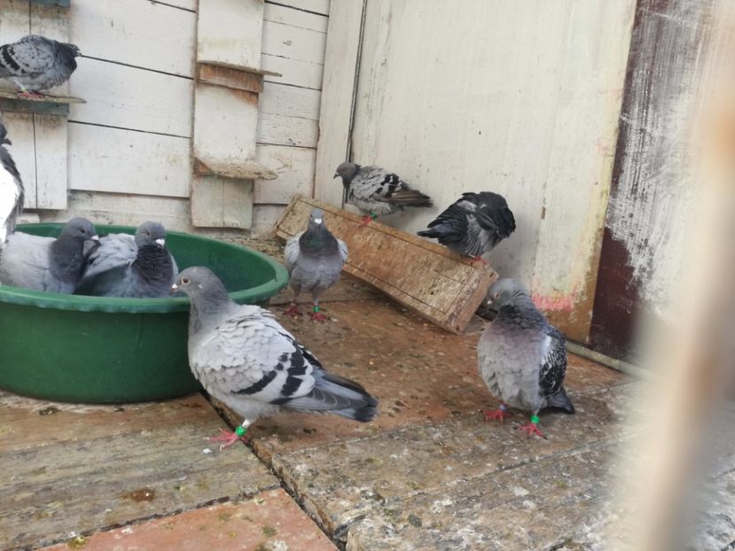  - Balaceala tineretului