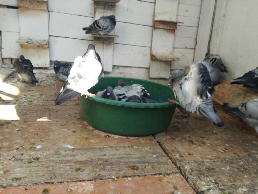  - Balaceala tineretului