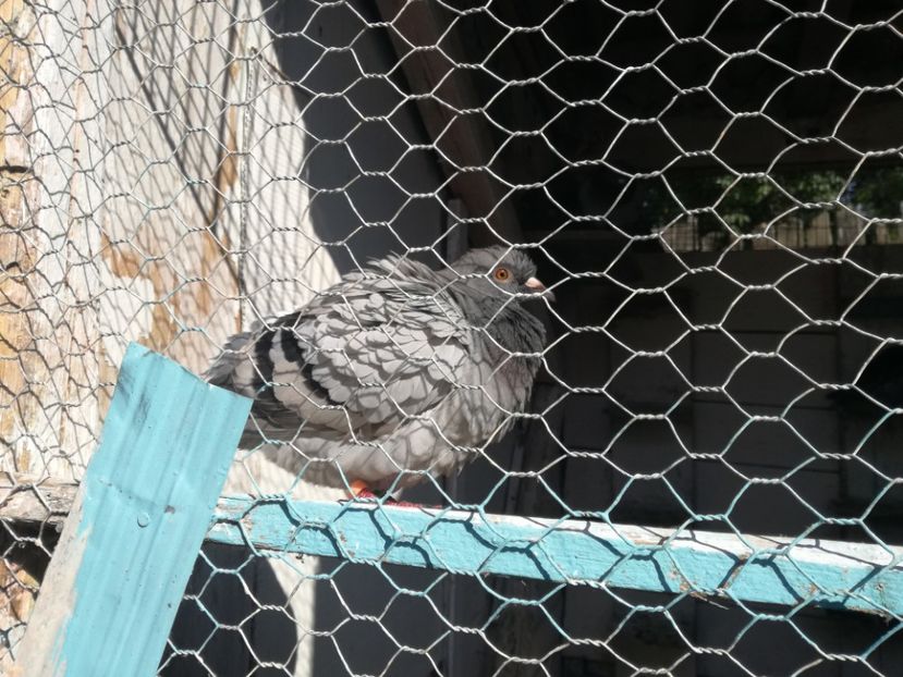  - Balaceala tineretului