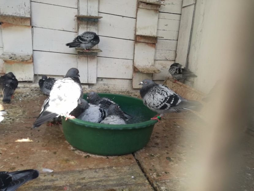  - Balaceala tineretului