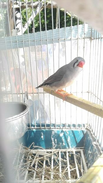  - Cintezele mele zebre australiene