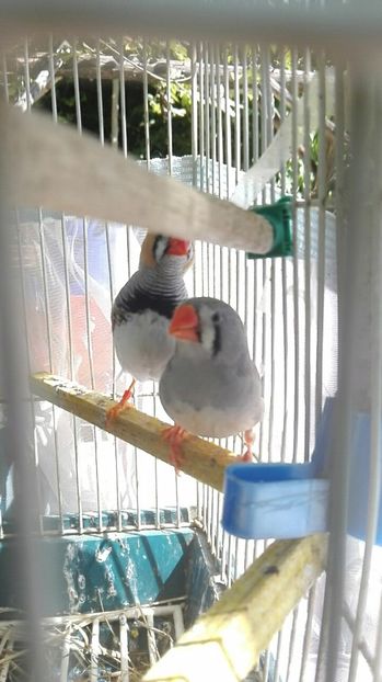  - Cintezele mele zebre australiene