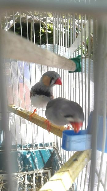  - Cintezele mele zebre australiene