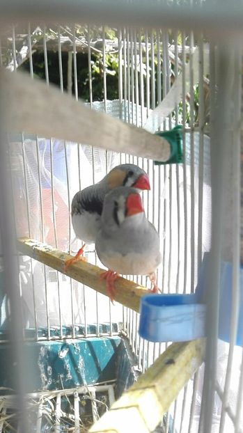  - Cintezele mele zebre australiene