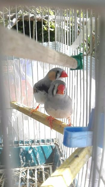  - Cintezele mele zebre australiene