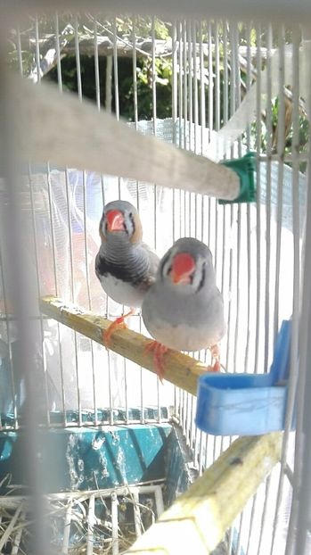  - Cintezele mele zebre australiene