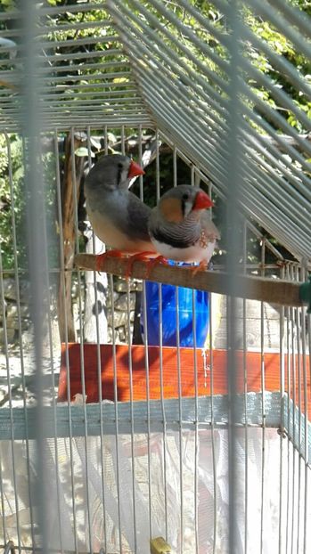  - Cintezele mele zebre australiene