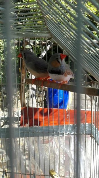  - Cintezele mele zebre australiene