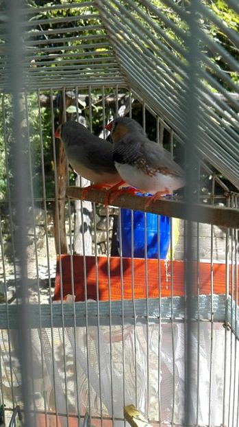  - Cintezele mele zebre australiene