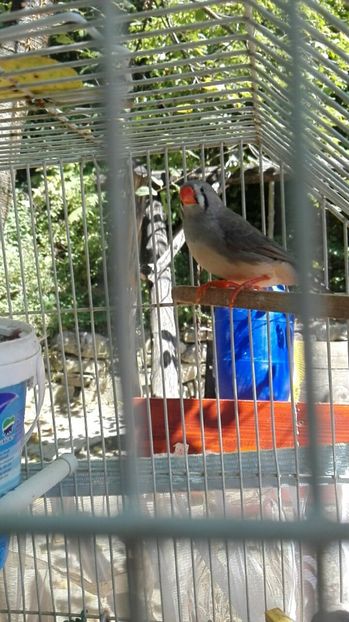  - Cintezele mele zebre australiene