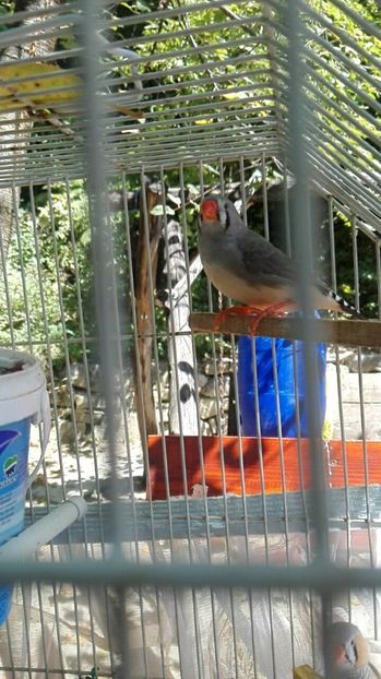  - Cintezele mele zebre australiene