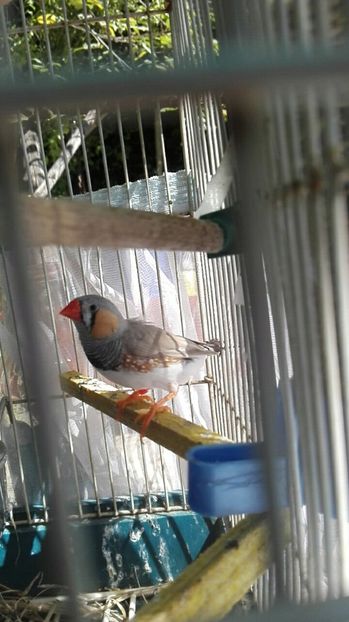  - Cintezele mele zebre australiene