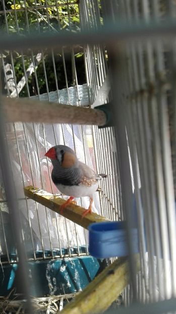  - Cintezele mele zebre australiene