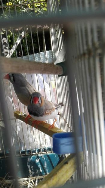  - Cintezele mele zebre australiene