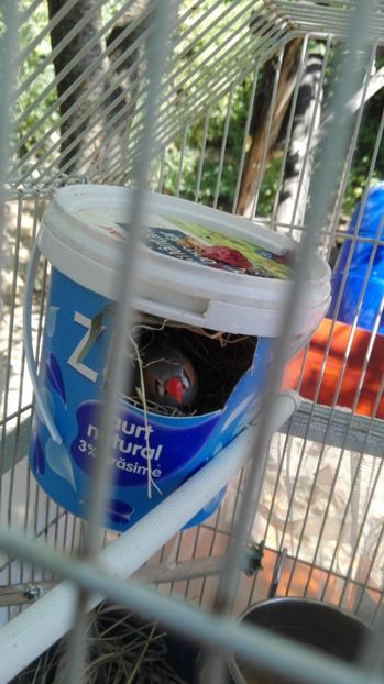  - Cintezele mele zebre australiene