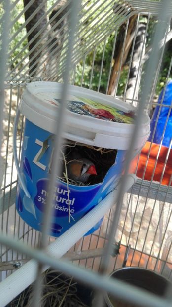  - Cintezele mele zebre australiene