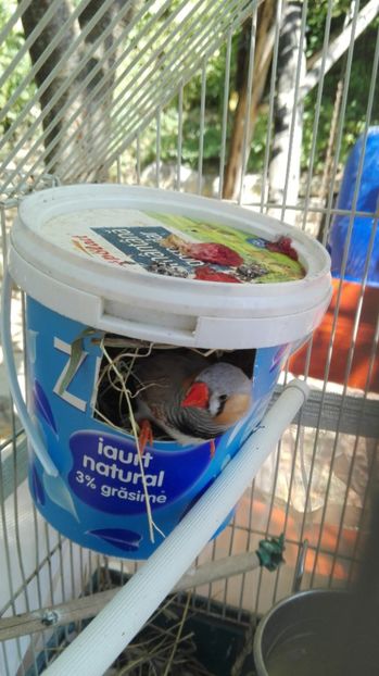  - Cintezele mele zebre australiene