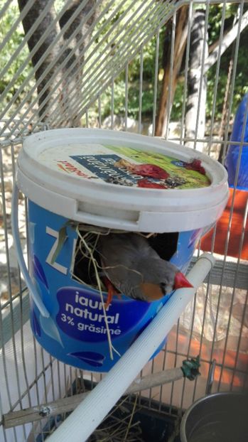  - Cintezele mele zebre australiene