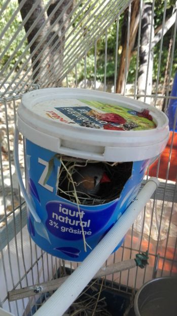  - Cintezele mele zebre australiene