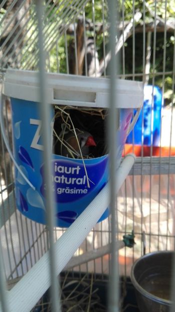  - Cintezele mele zebre australiene