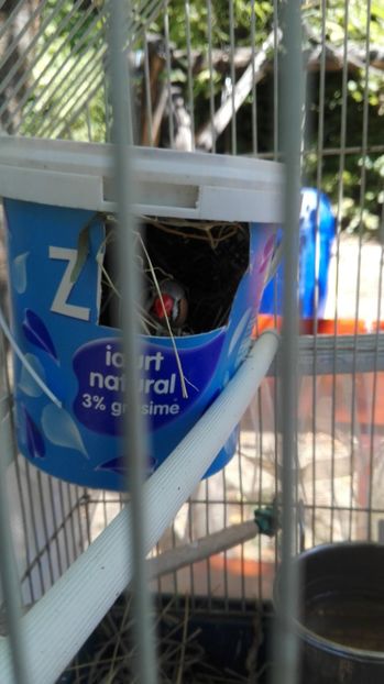  - Cintezele mele zebre australiene